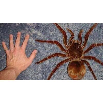 World First - Carbon Winch to open spider factory to produce worlds toughest winch rope - Carbon Offroad USA